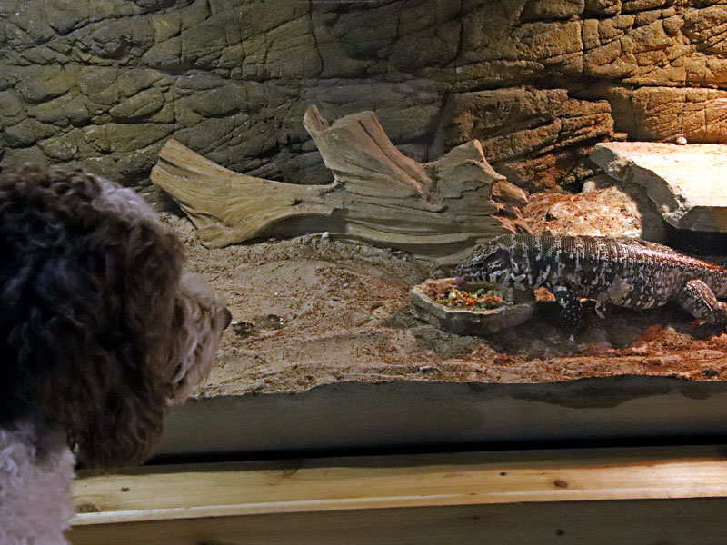 Dutch keeping an eye on things at GarLyn Zoo